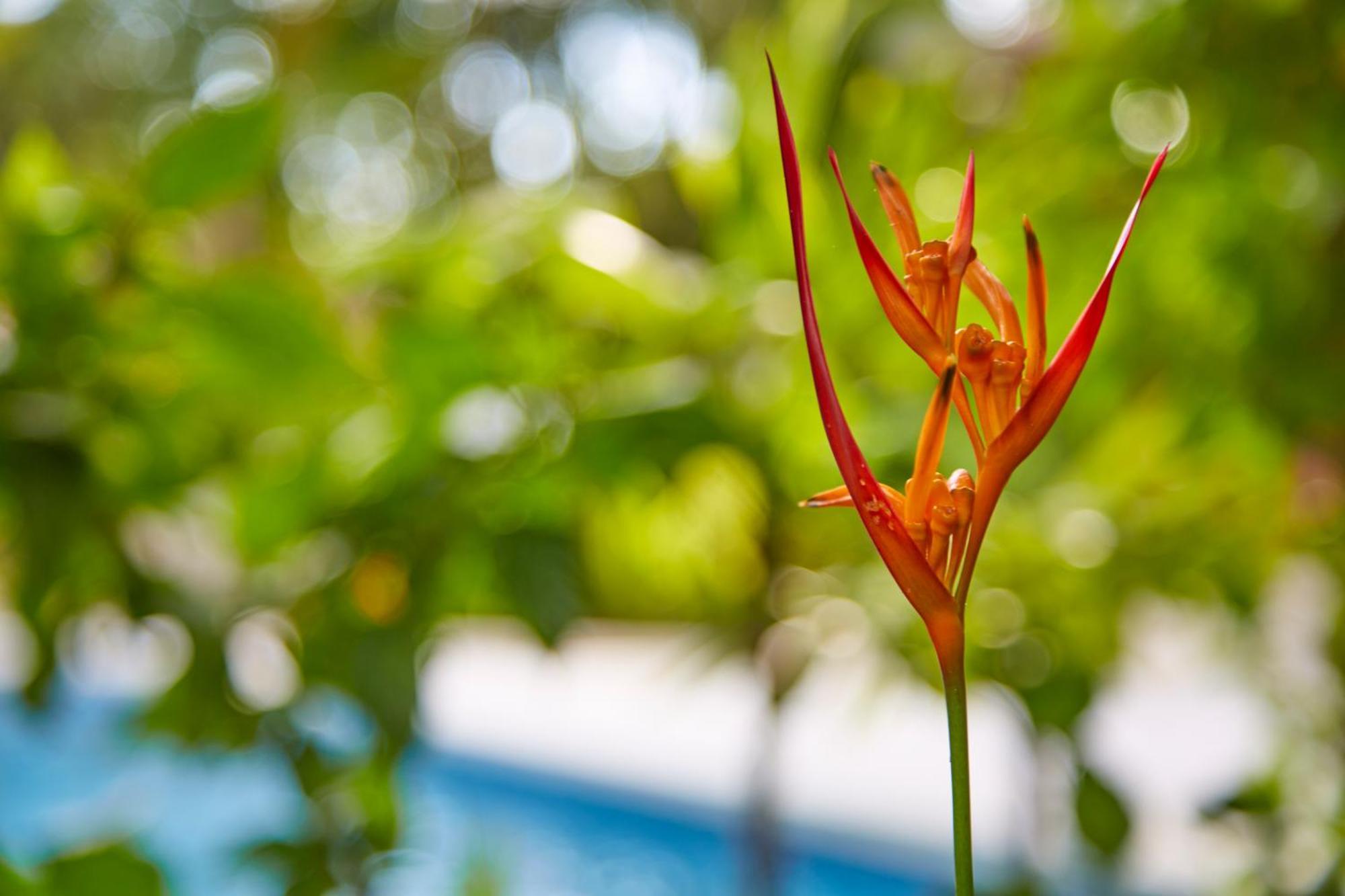 Living Hotel Nosara Exterior photo